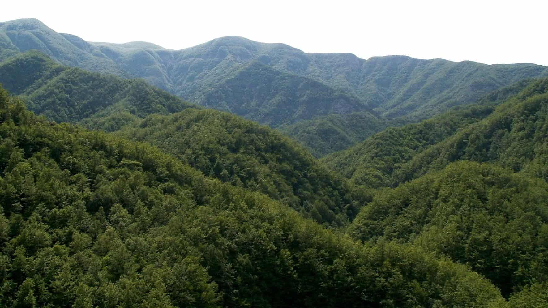 Parco-Foreste-Casentinesi-Paesaggio-1.jpg