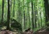 Casentino: proiezione del docufilm “Il Sentiero delle Foreste Sacre”