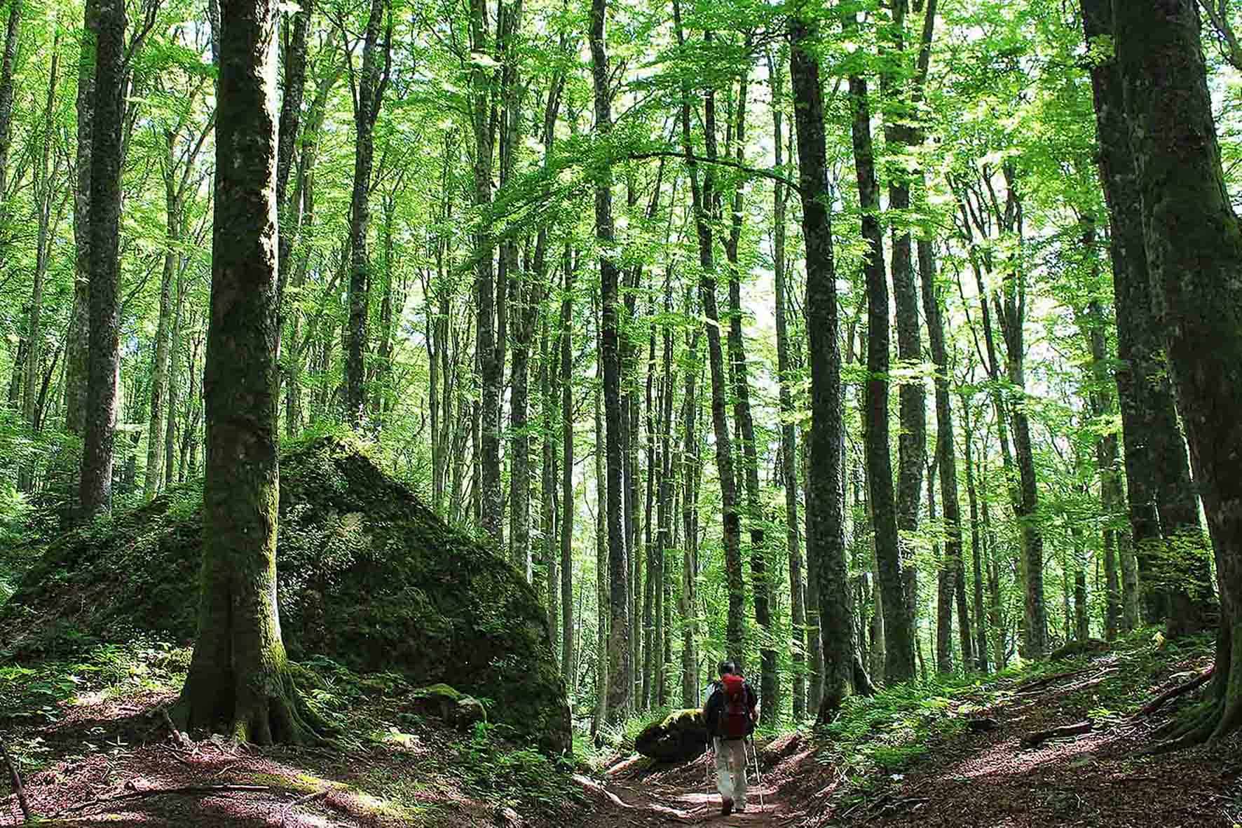 Parco-Foreste-Casentinesi-Bosco-de-La-Verna-Roberta-Marchi-1.jpg